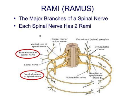 anterior primary rami